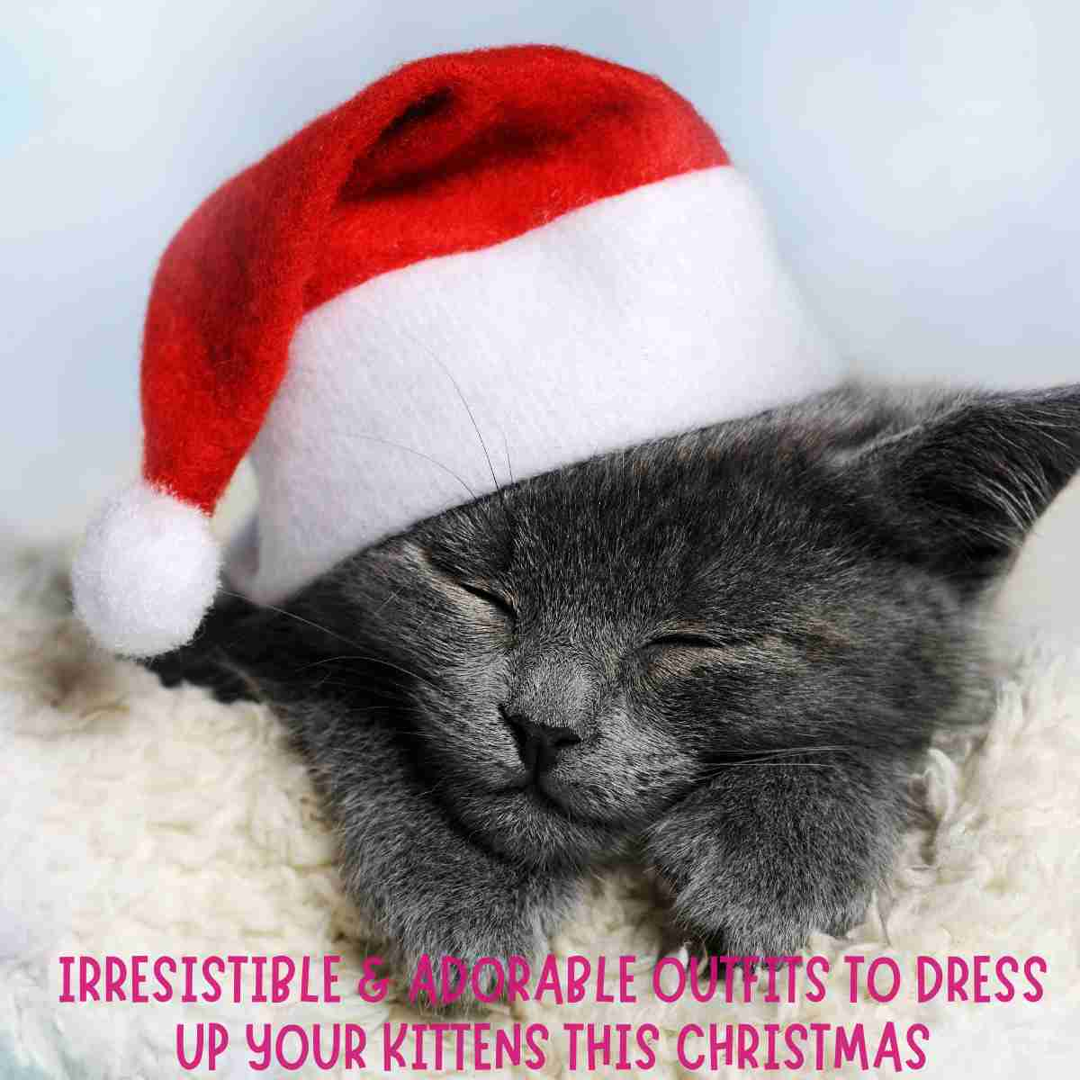 Kittens this Christmas