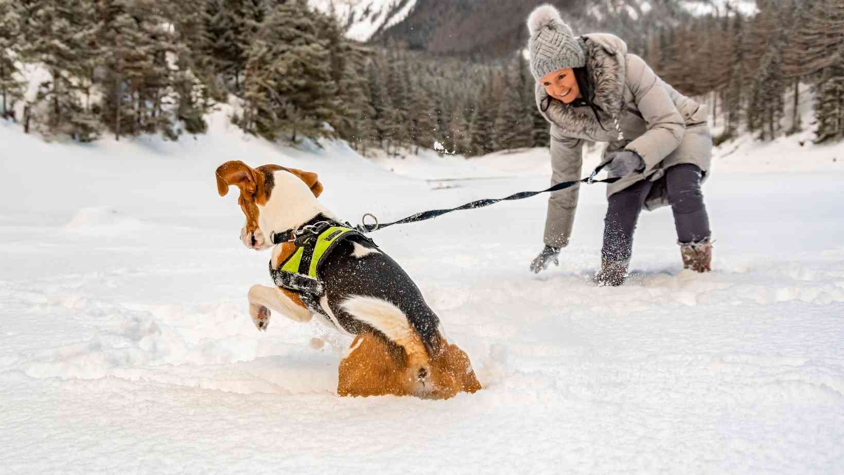 First-Time Dog Owner