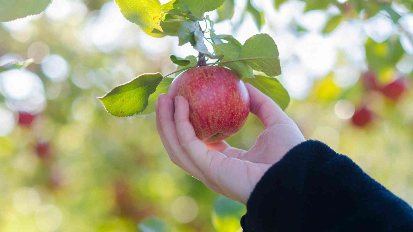 Apple Picking in Decatur IL