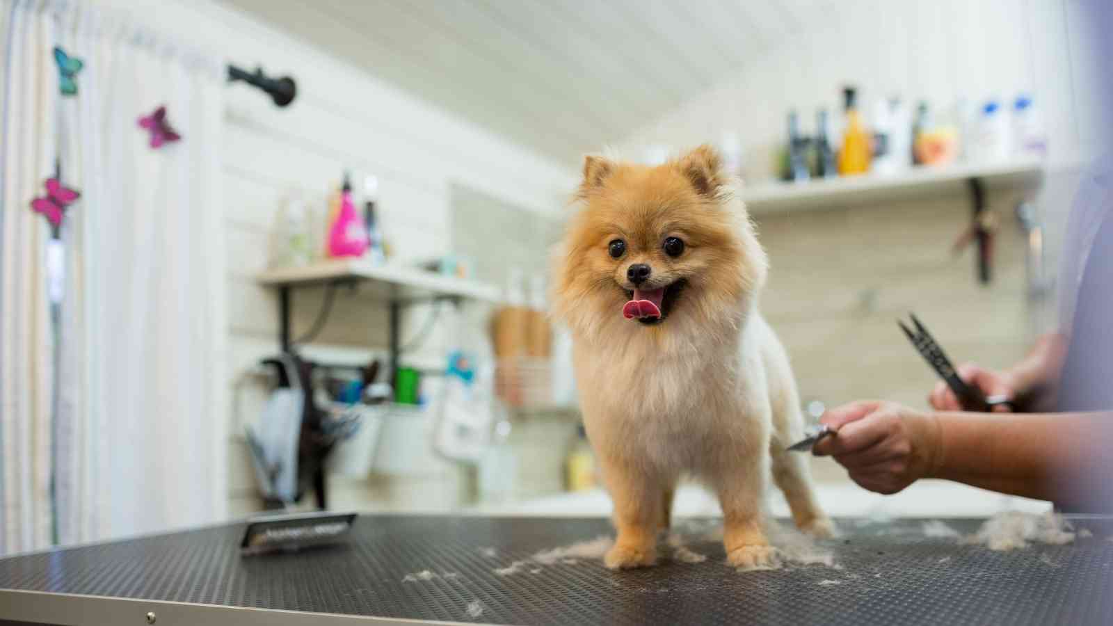 Reasons To Groom Your Dog