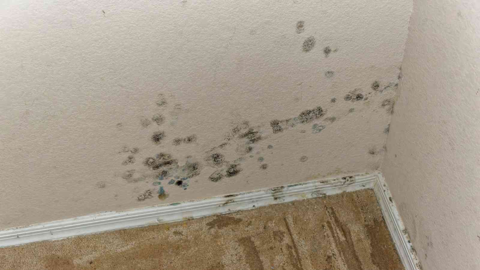 Handling Water Damage